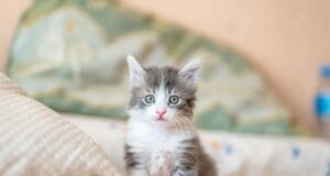 starostlivosť o mačku