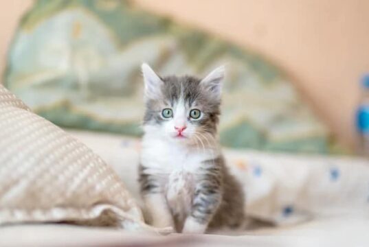 starostlivosť o mačku