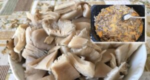 hliva ustricová recept