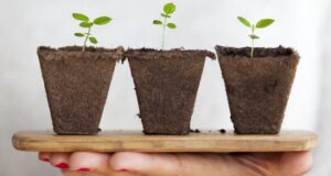 vlastné priesady - ako ich ochrániť