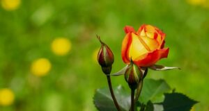 starostlivosť o ruže