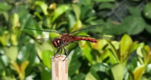 správny rez okrasných kríkov a drevín