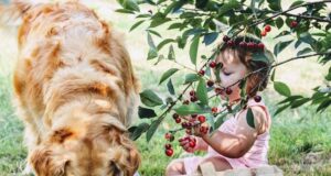 terapia zvieratami - pes