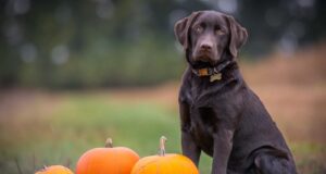 pes a správne krmivo