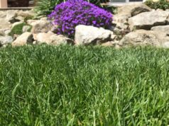 mach, huby a burina v trávniku