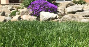 mach, huby a burina v trávniku