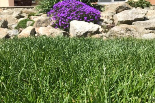 mach, huby a burina v trávniku