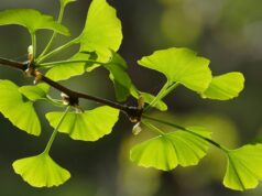 ginko biloba | ginko dvojlaločné
