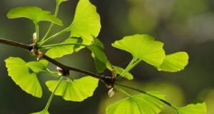 ginko biloba | ginko dvojlaločné