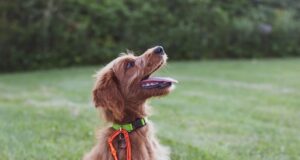 ako vychovať šťastného psa