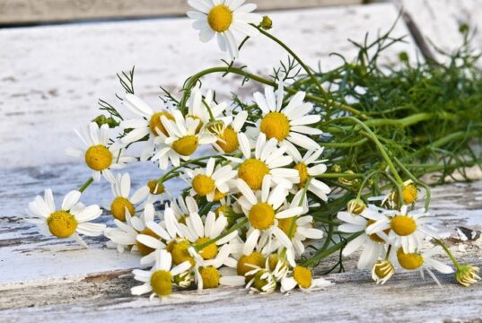 rumanček kamilkový, harmanček