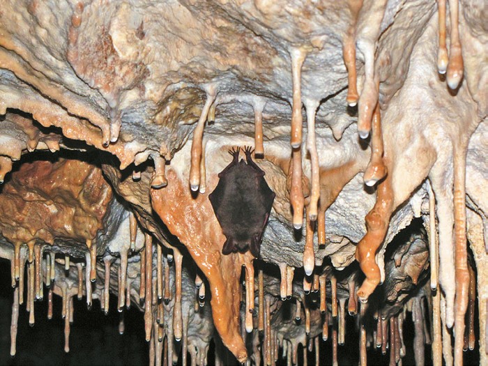 slovenské jaskyne a netopier