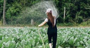 15 škodcov a chorôb