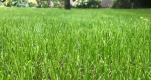 správne hnojivo pre trávnik