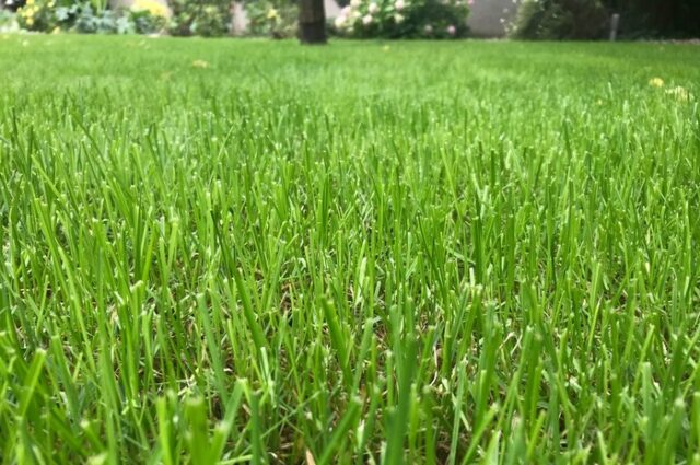 správne hnojivo pre trávnik