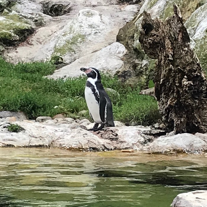  tučniak