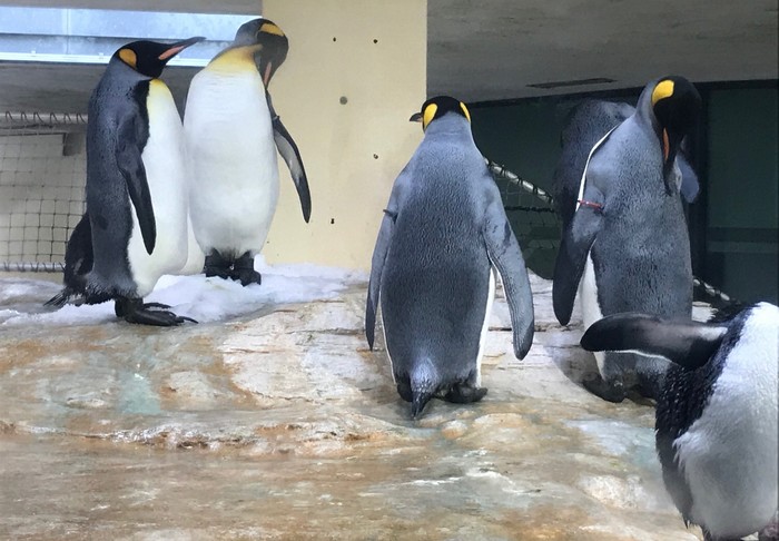 ZOO vo Viedni - tučniaky