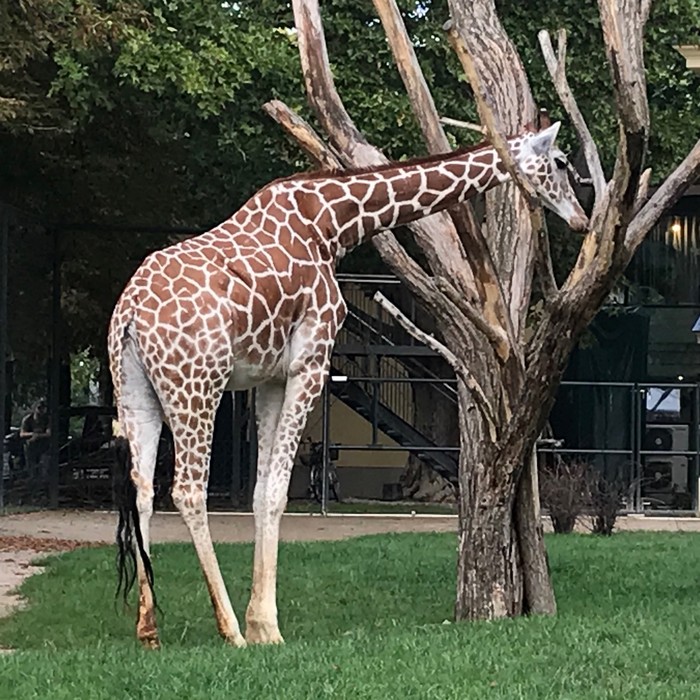 ZOO vo Viedni - žirafa