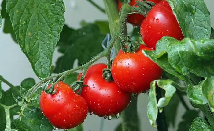 paradajky a strava počas rakoviny