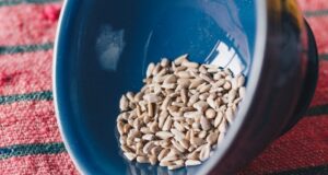 slnečnicové semienka