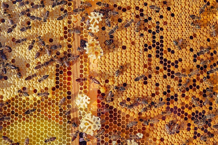 včelí plást