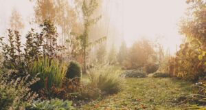 zazimovanie záhrady