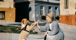 pes domáci miláčik