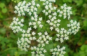 bedrovník a jeho liečivé účinky