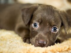 koberce a chlpy od domácich miláčikov