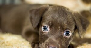 koberce a chlpy od domácich miláčikov