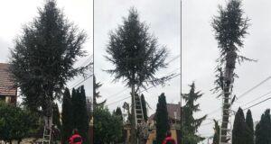 výrub stromu - aké má pravidlá