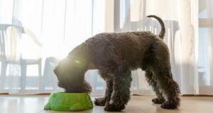 výber krmiva pre psy