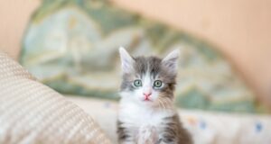 reč mačiek - rozumiete jej