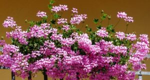 muškáty pravidlá výsevu a pestovania