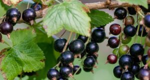 zdravá čierna ríbezľa