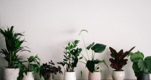 izbové rastliny množenie