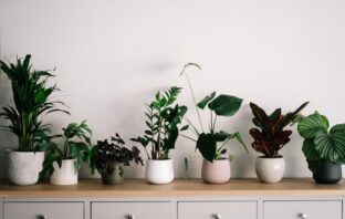 izbové rastliny množenie