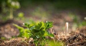 mulčovanie pôdy - dôvody a tipy