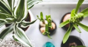 ktoré izbové rastliny do ktorej miestnosti