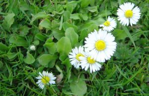 sedmokráska obyčajná