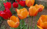 tulipány jarné cibuľoviny
