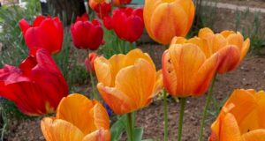 tulipány jarné cibuľoviny