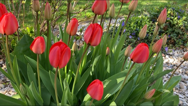 tulipány jarné cibuľoviny
