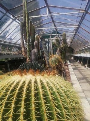 Arborétum-kaktusy Zvolen