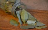 bobkový list vavrín pravý