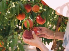 samozber broskýň 2022