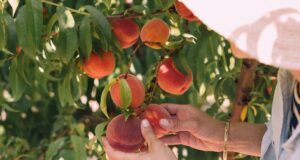 samozber broskýň 2022