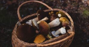 5 dôvodov prečo jesť huby