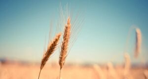 zachránil miliardy životov, no jeho meno nepoznáte