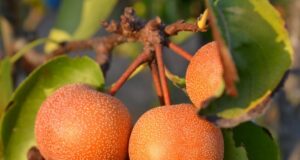 ovocie naši nashi ázijská hruška